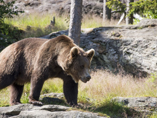 Медведь ранил охотника на Чукотке