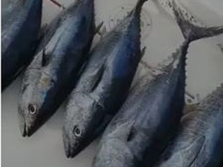 Приморские рыбаки 