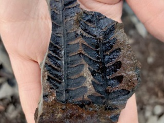 На Урале нашли отпечатки древних растений возрастом более 200 млн лет