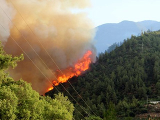 В заповеднике "Утриш" сгорело 130 гектаров уникальных лесов