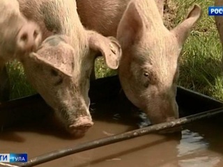 Суворовский фермер попытался скрыть вспышку чумы свиней