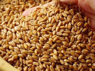 Пшеница из Крыма впервые отправится в Конго