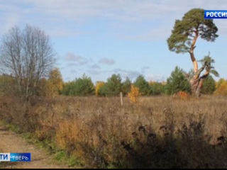 Знаменитая сосна из Тверской области может стать деревом года в России