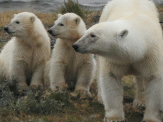 Опасное соседство: в окрестностях чукотского Певека поселилась белая медведица с медвежатами