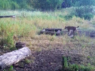 В Воронежском заповеднике вновь заметили одинокого самца рыси