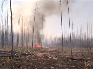 В Красноярском крае резко сократилась площадь лесных пожаров