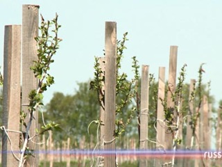 В Пензенской области планируют высадить более 70 тысяч деревьев