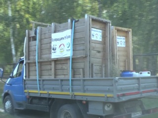 Еще два рязанских зубра выпущены на территорию Турмонского заказника Северной Осетии