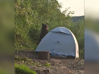 Медведь уничтожил палатку на глазах у туристов и попал на видео