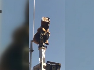 Медведь с коробкой на голове забрался на вышку военной базы