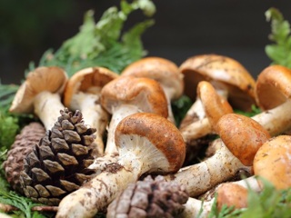 С начала года в Тамбове 10 человек отравились грибами