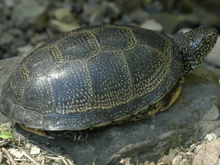 Краснокнижную черепаху спасли местные жители в Сочи