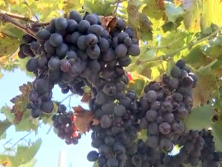 Ставрополье собрало рекордный урожай винограда