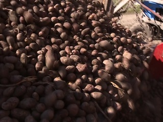 Алтайские аграрии собрали 18,5 тысяч тонн картофеля