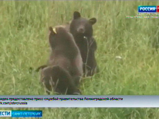Медвежат, которых зимой люди спасли от верной гибели в Ленобласти, выпустили обратно в лес