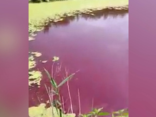 Экологи выяснили, почему река в Волгоградской области стала фиолетовой