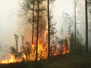 В Красноярском крае снова горит тайга