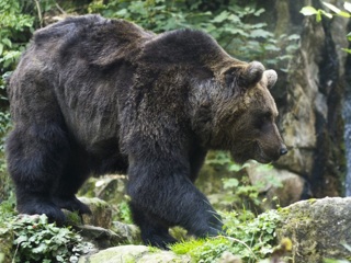 В Чувашии пересчитают бурых медведей