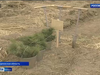 В Свердловской области восстановят 30 тысяч гектаров леса