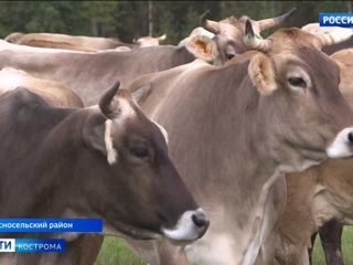 Департамент АПК составил молочный ТОП-20 Костромской области