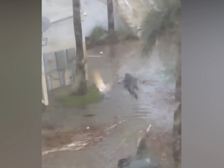 Трехметровый аллигатор заплыл во двор частного дома в США