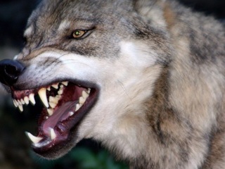 Волки все чаще устраивают набеги на карельские деревни