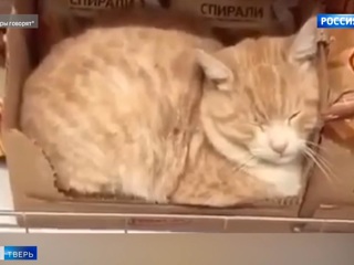 Жителей Кимр умилил кот, спящий в магазине на полке с продуктами