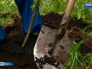 "Сохраним лес": жители Прикамья высадили за день более 1000 деревьев