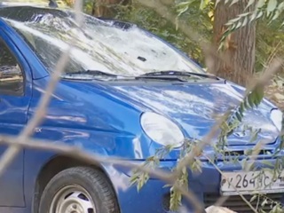 В Саратове упавшее дерево повредило несколько машин