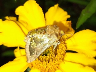 Во Владимирской области сфотографировали золотую бабочку