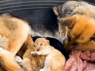 Во Владивостоке немецкая овчарка приняла двух брошенных львят