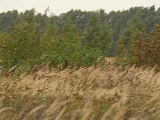 В Рязанской области 300 тысяч гектаров плодородных земель заросли бурьяном