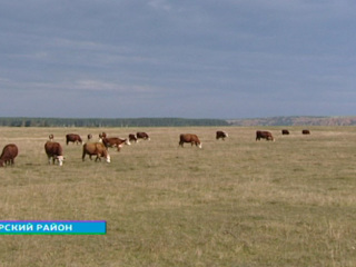 В Прибайкалье создают единую базу племенного скота