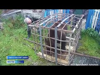 Кемеровчане поделились видео, как на волю выпускают медвежонка
