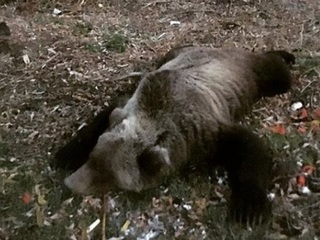 Туристку спасли из лап медведя на Камчатке