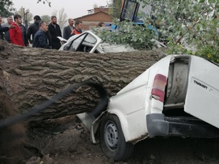 В Ростовской области дерево убило двоих людей