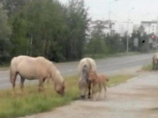 Штраф-стоянка для лошадей: Якутск подвергся нашествию бесхозных парнокопытных