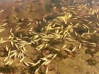 Инспектор рыбоохраны прокомментировал возможную причину гибели рыбы в касимовском озере
