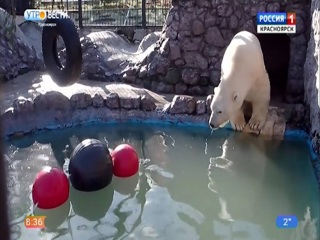 В "Роевом ручье" медведям подарили "умные" игрушки