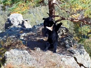 В Приморском заповеднике медведи танцуют и закусывают камерами