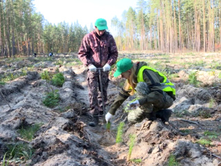 В рамках акции "Сохраним лес" в Ульяновской области высадили 50 тысяч сосен