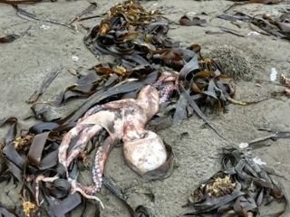 Жители Курил сообщают о мертвых морских животных, выброшенных на берег