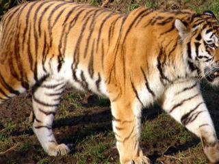Обстоятельства смерти тигра Павлика определят эксперты из Владивостока