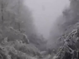 Деревья не выдержали снежного натиска в Приморье: проезд по дороге затруднен