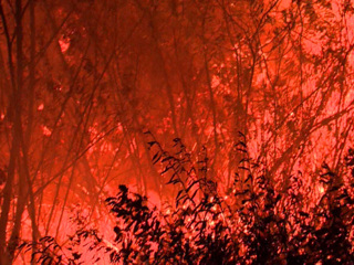 Мощный пожар в Воронежской области остановили в 400 метрах от поселка