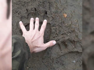 Медведь раскопал могилу на кладбище в Краснотурьинске