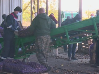 Заключенные рязанской колонии №2 собирают урожай картофеля