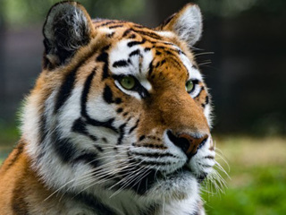 На Дальнем Востоке найден второй за месяц труп амурского тигра