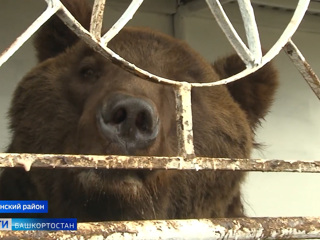 17 лет в клетке: найденного в лесу истощенного медведя приютил башкирский фермер