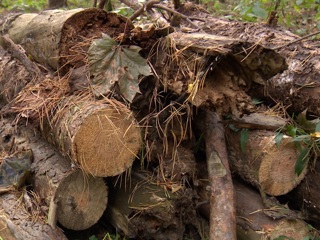 В Калининградской области вместо сухостоя вырубают здоровые деревья